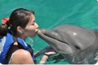  Baiser des dauphins 